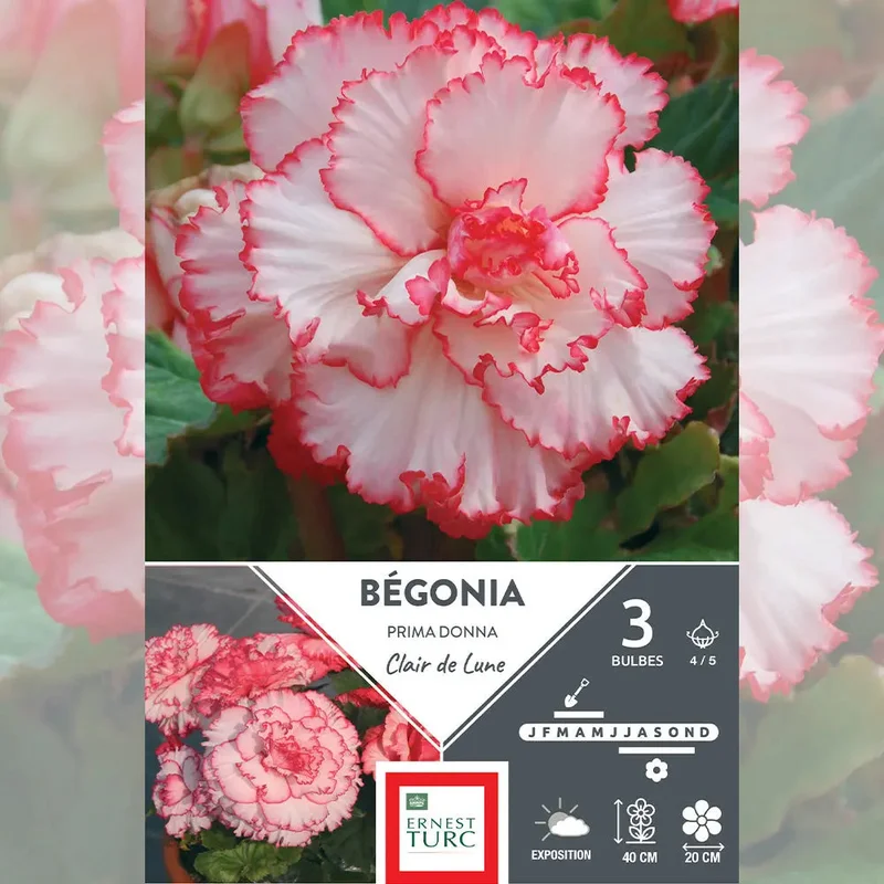 Bégonia Clair De Lune Prima Donna