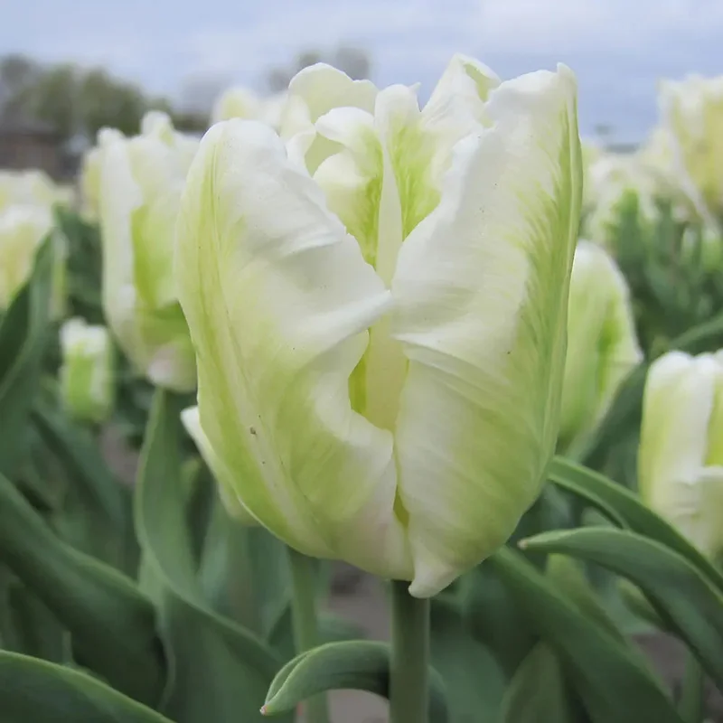 Tulipe White Rebel