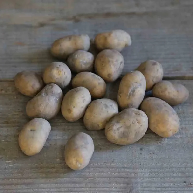 Pomme De Terre Agria