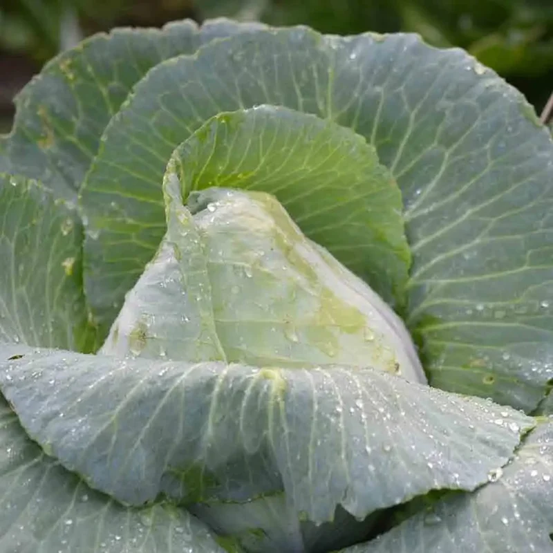 Chou Cabus Coeur De Boeuf Des Vertus