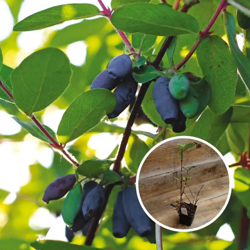 Chèvrefeuille Comestible Kamtchatica