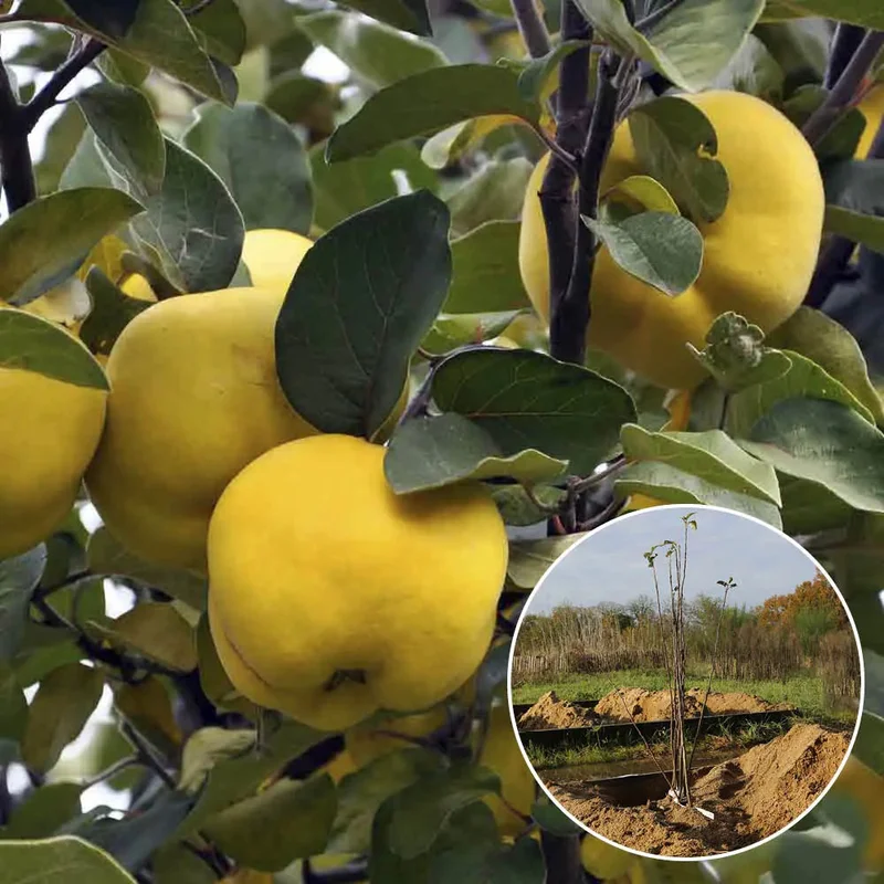Cognassier Jaune Champion