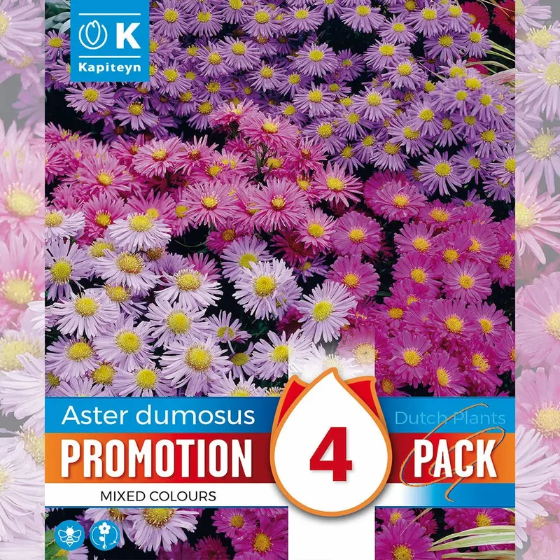 Aster Alpinus En Mélange