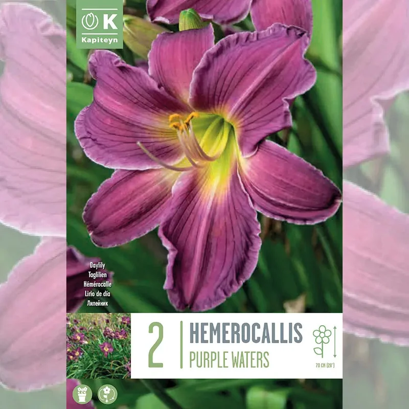Hemerocallis Purple Waters