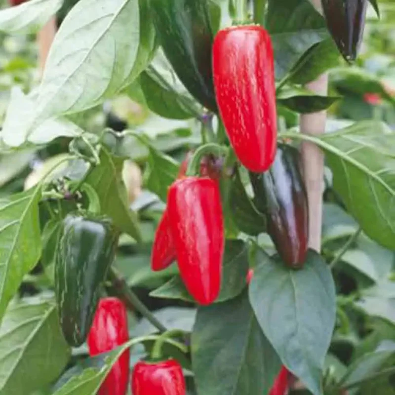 Piment Jalapeno Rouge