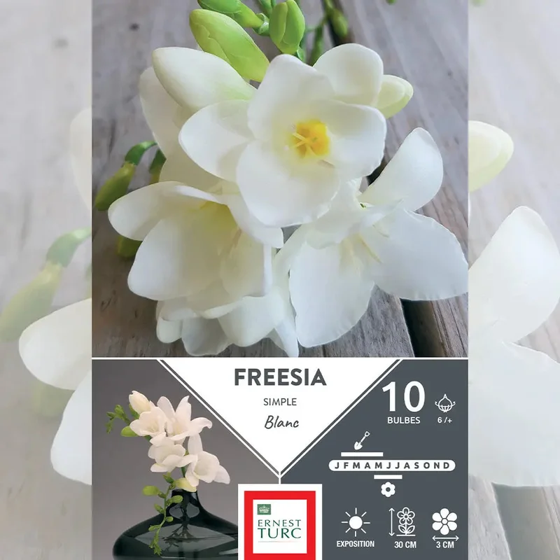 Freesia Simple Blanc