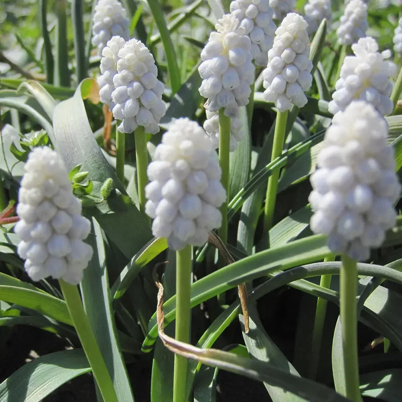 Muscari White Magic