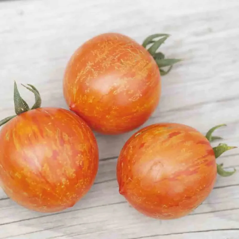 Tomate Red Zebra
