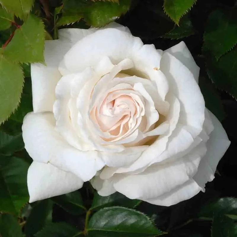 Rosier Elvis® - Grandes Fleurs