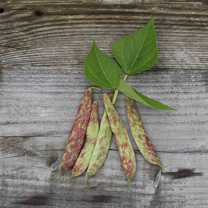 Haricot Nain Big Borlotto A Ecosser