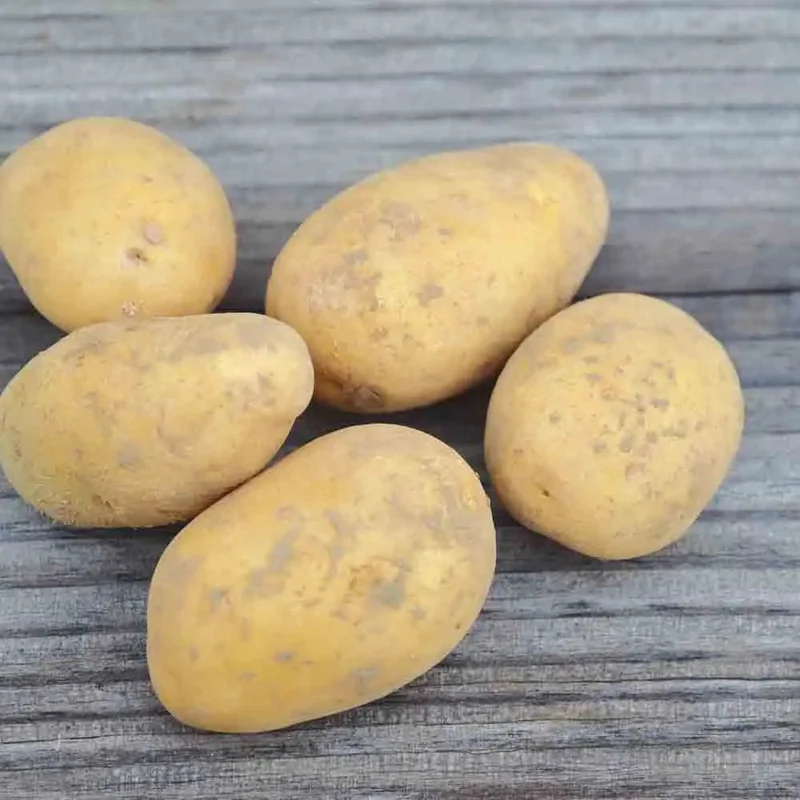 Pomme De Terre Bernadette