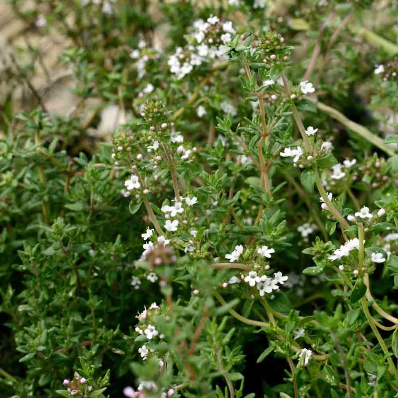 Thym D'hiver