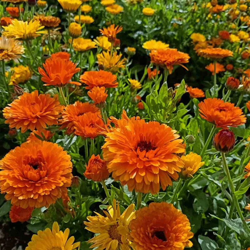 Souci Orange Ball