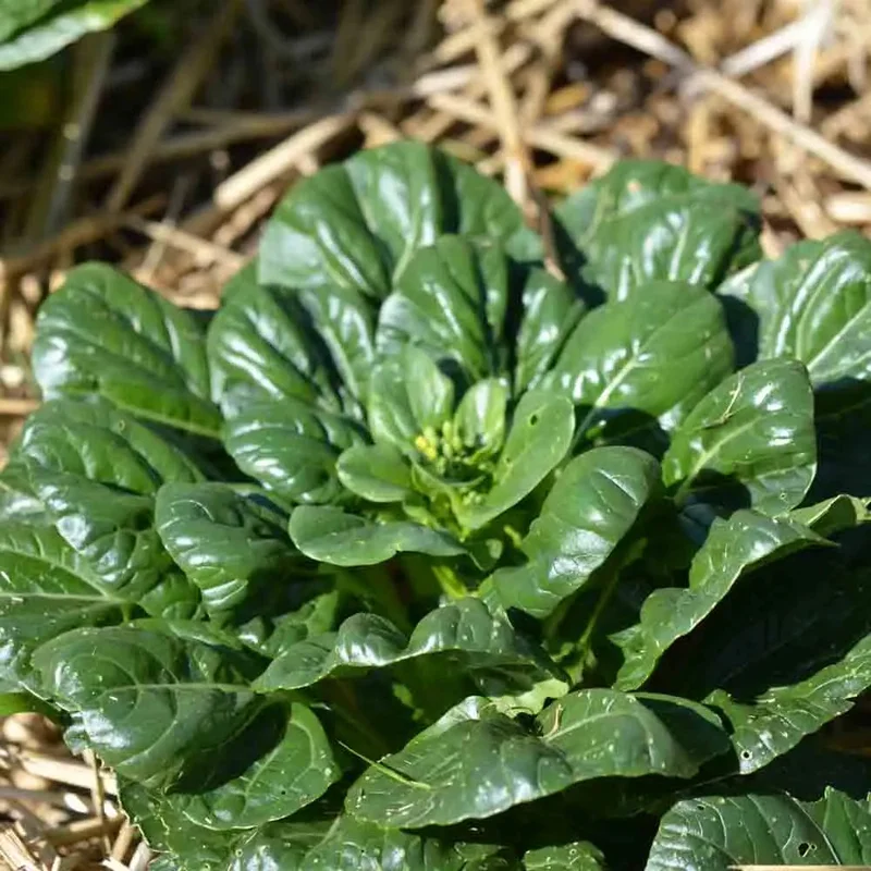 Chou De Chine Pak Choi Tatsoi