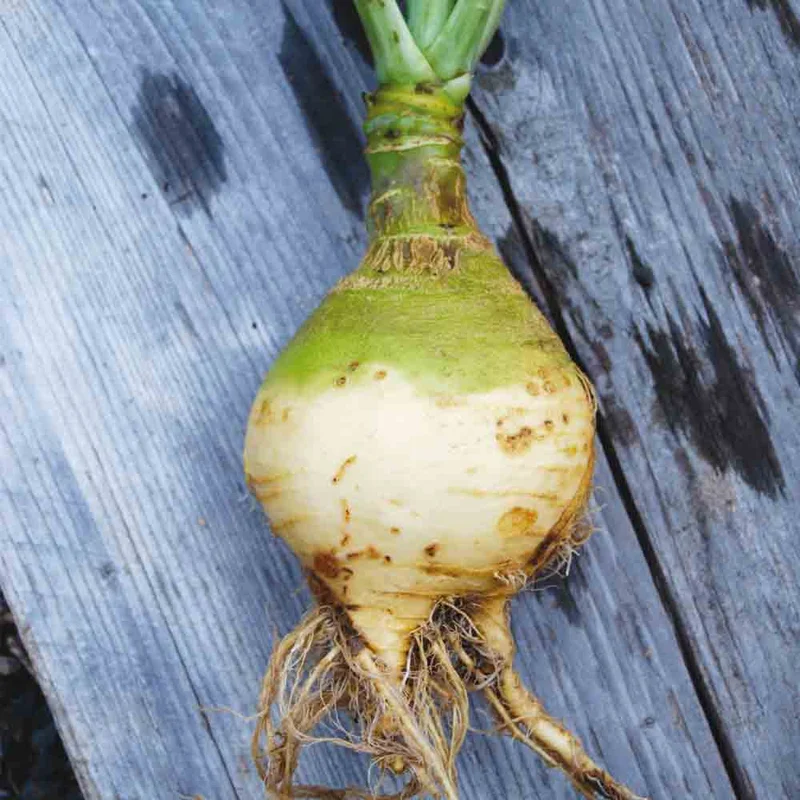 Chou Navet Rutabaga Jaune A Collet Vert