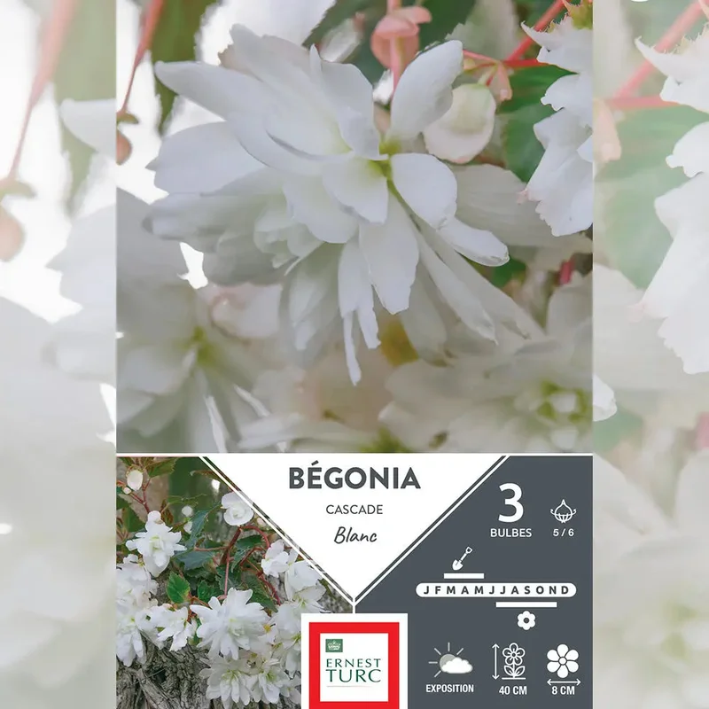 Bégonia Blanc Cascade