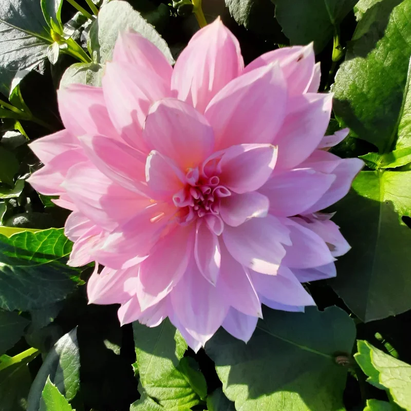 Dahlia Decoratif Lavender Perfection