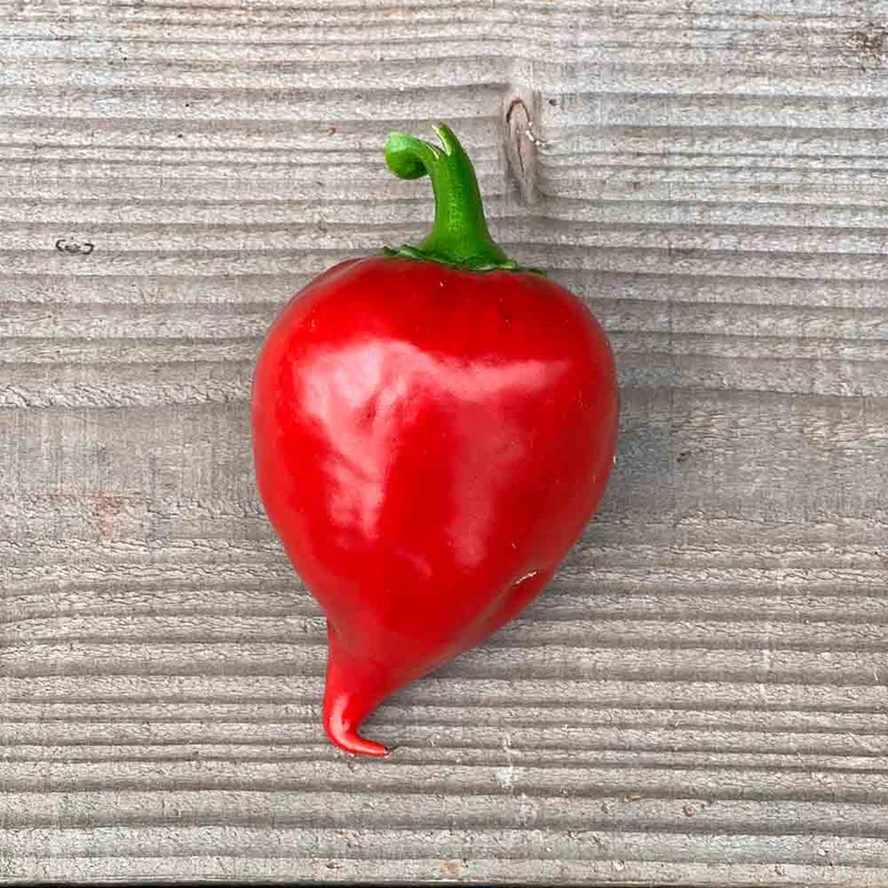 Poivron Lesia