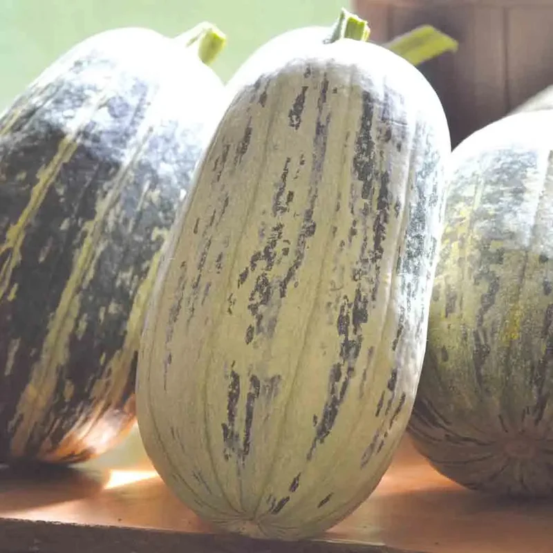 Citrouille De Touraine