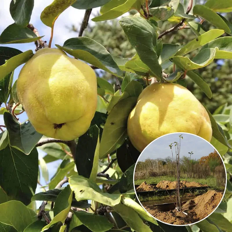 Cognassier Géant De Vranja