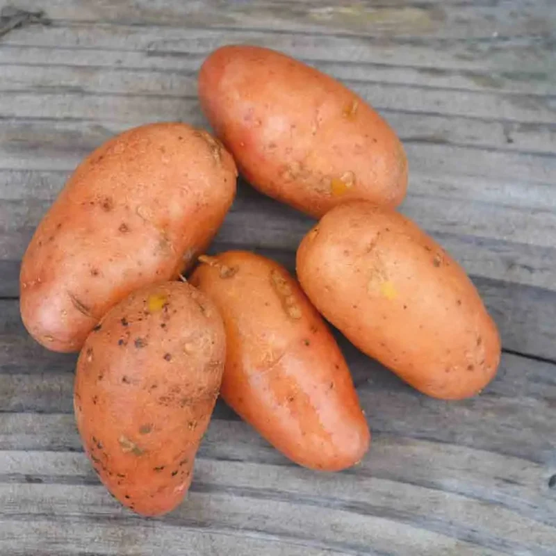 Pomme De Terre Jeannette