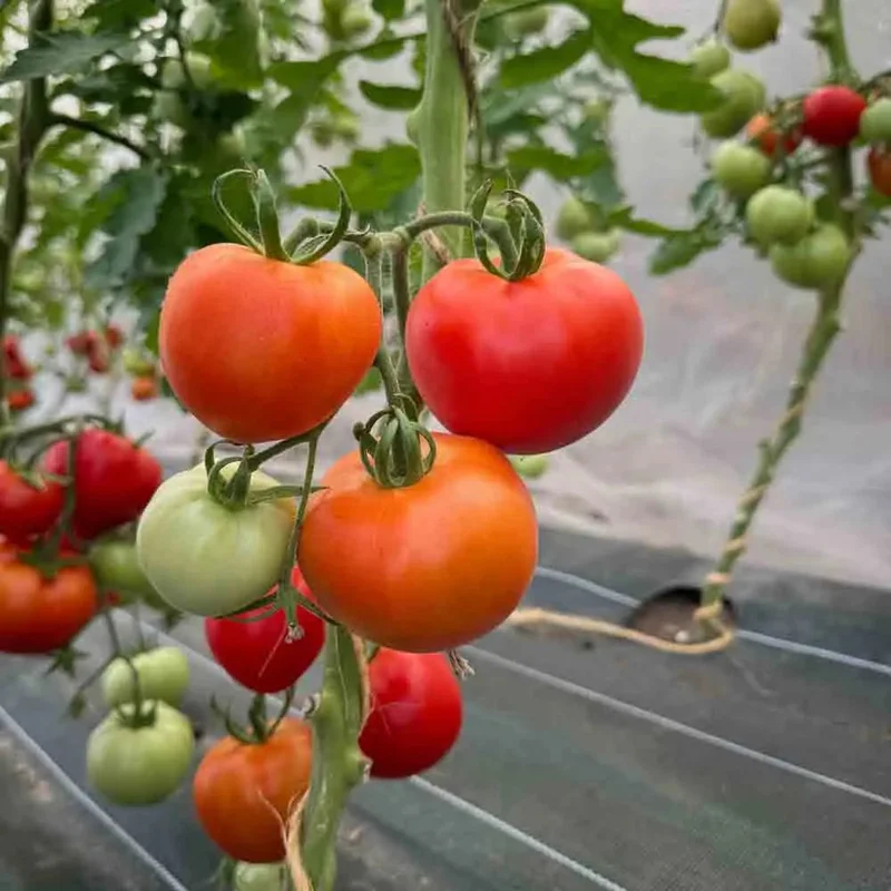Tomate Karos