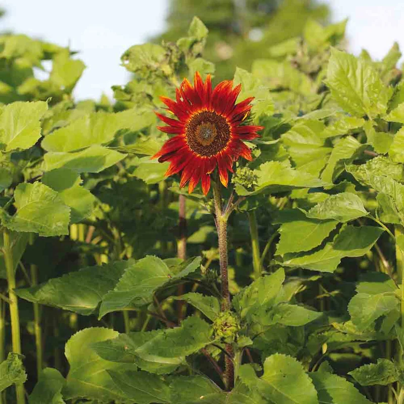 Tournesol Rouge
