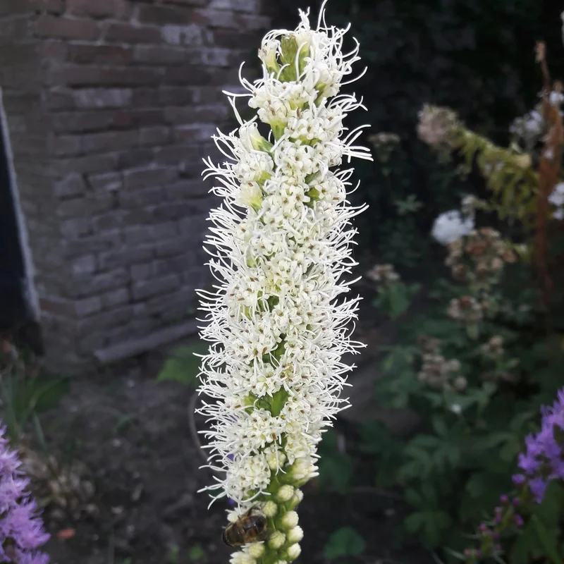 Liatris Spicata Floristan