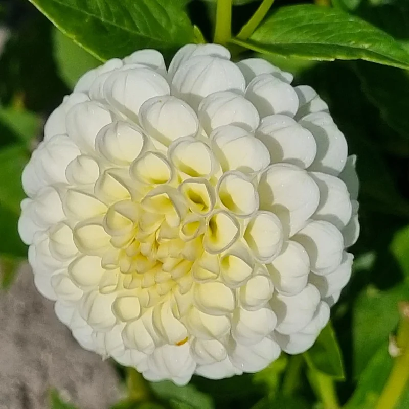 Dahlia Pompon Snowflake