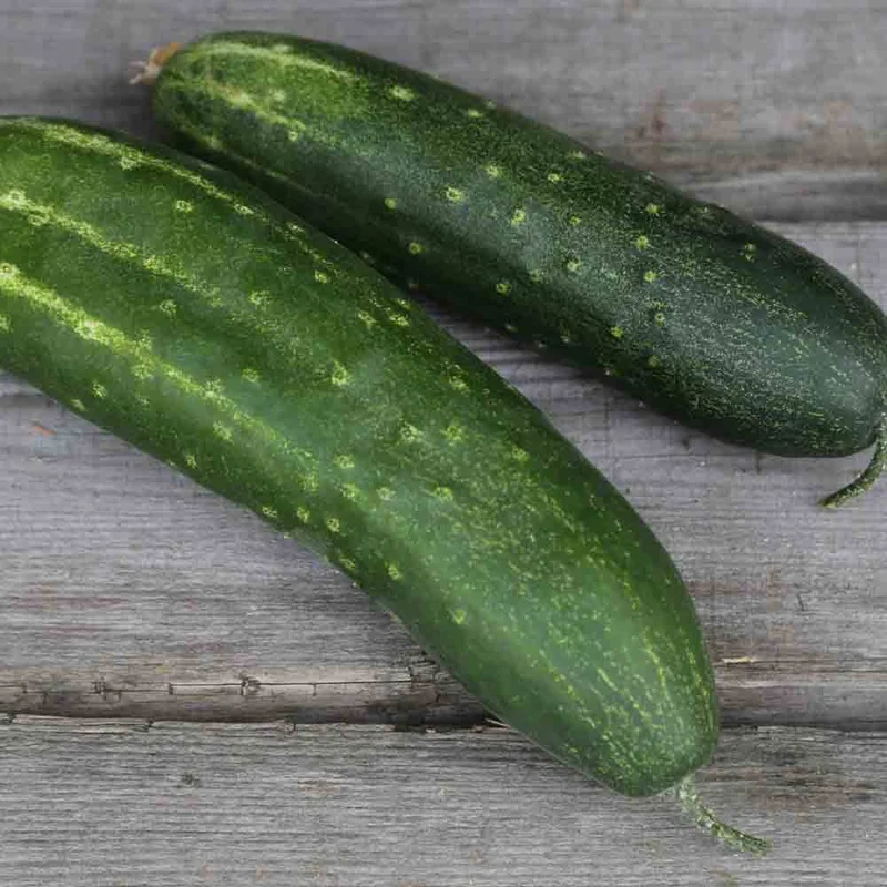 Concombre Jieyangdiaogua