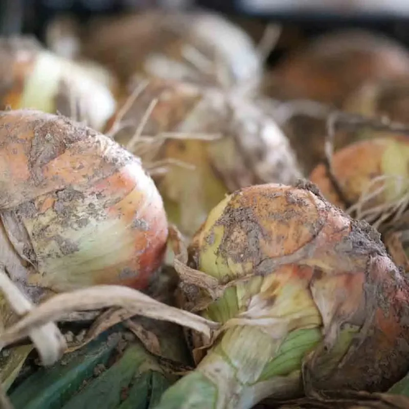 Oignon Jaune Paille Des Vertus