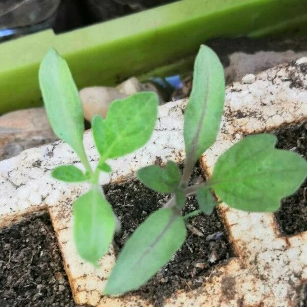 Tomate
