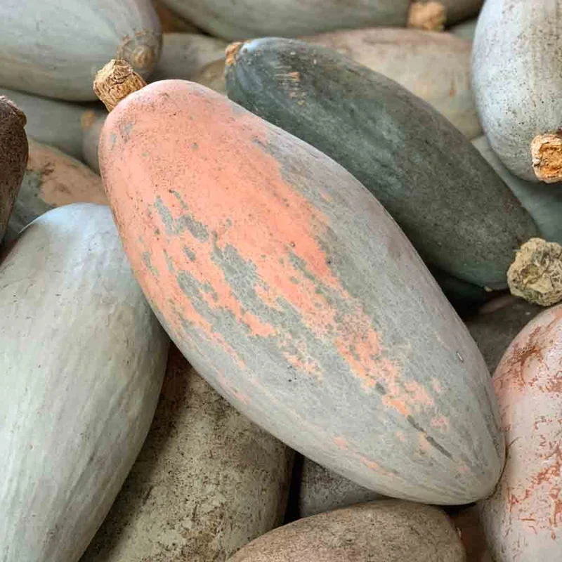 Potiron Rainbow Banana