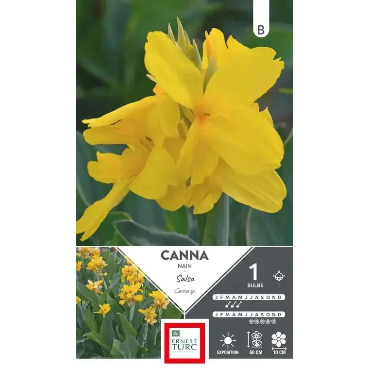 Canna Nain Salsa