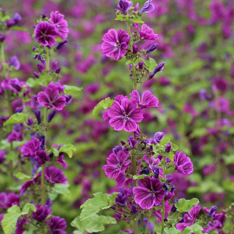 Mauve De Mauritanie