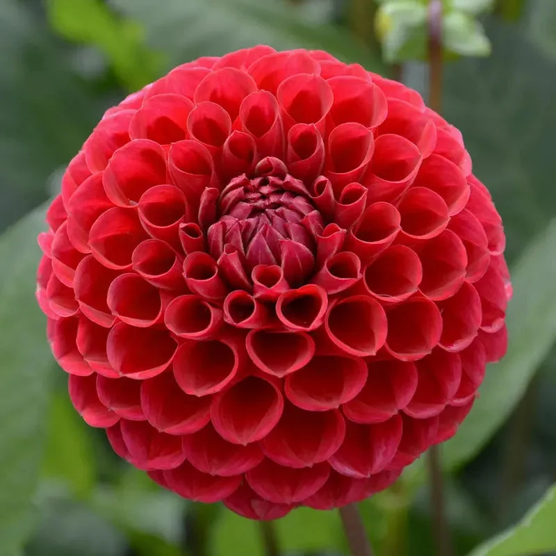 Dahlia Balle Cornel
