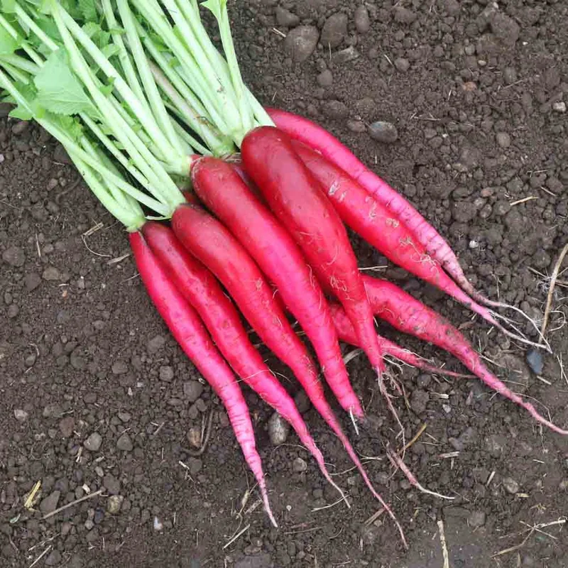 Radis Candela Di Fuoco