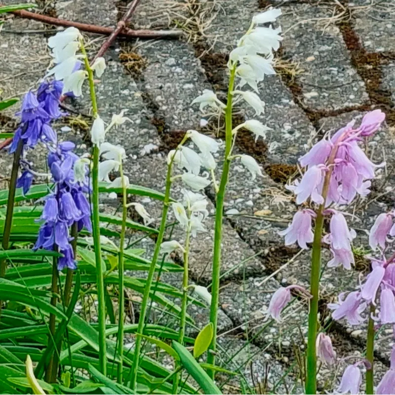 Hyacinthoides Hispanica Mix