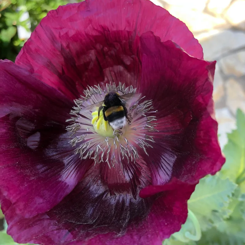 Pavot Lauren's Grape