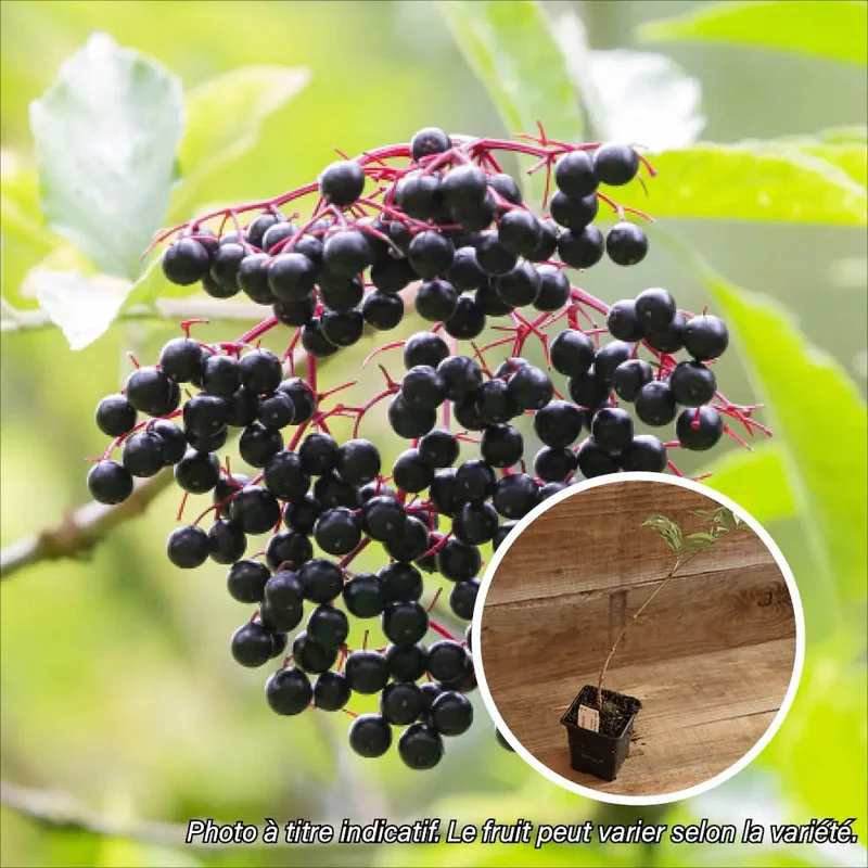 Sureau À Fruits Noirs Korsor