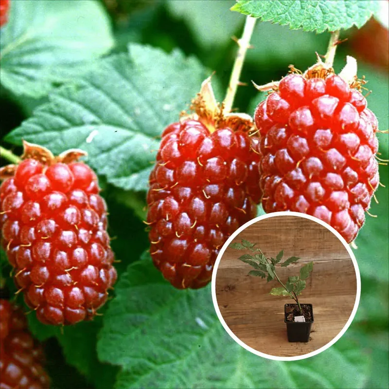 Mûrier Tayberry