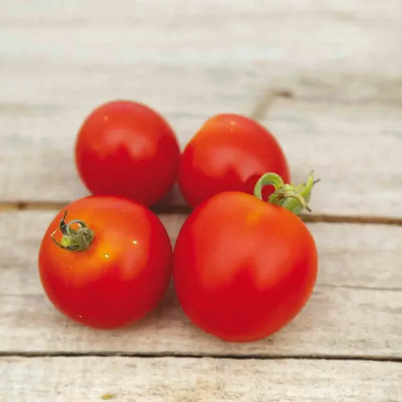 Tomate Stupice