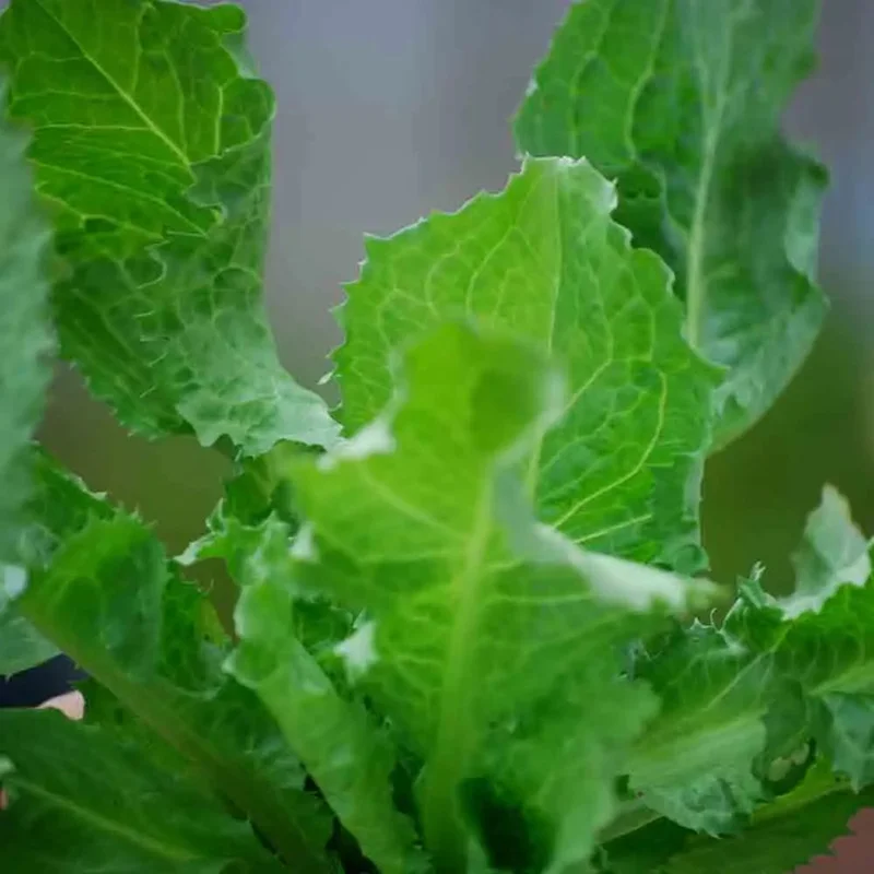 Chicoree Scarole Cornet D'anjou