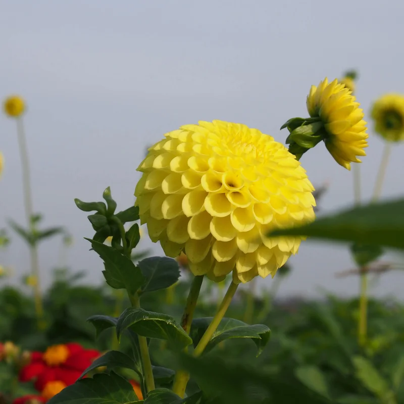 Dahlia Pompon Golden Torch