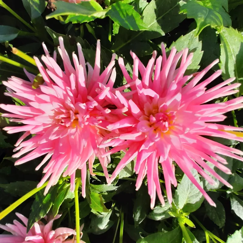 Dahlia Semi-cactus Park Princess