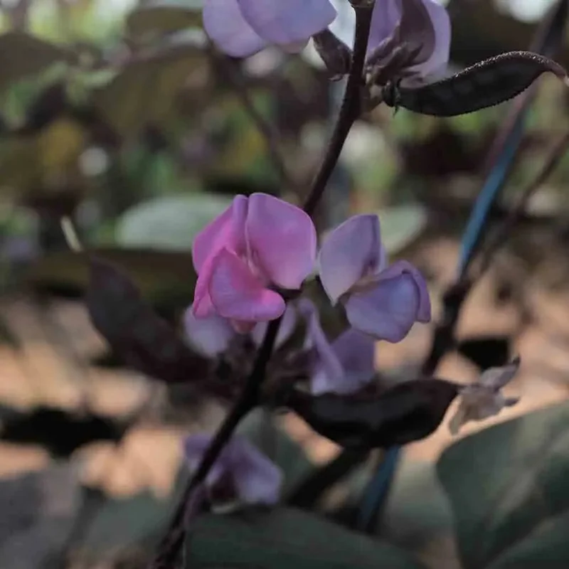 Dolique Ou Pois Cuir Ruby Moon