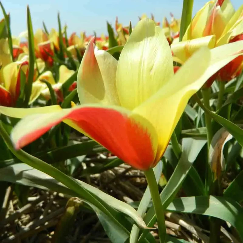 Tulipe Clusiana 'taco'