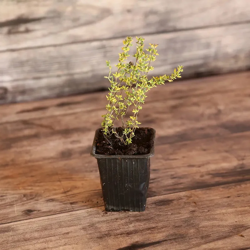 Thym Senteur De Rose