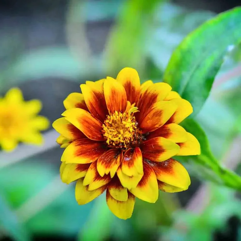 Zinnia Tapis Persan