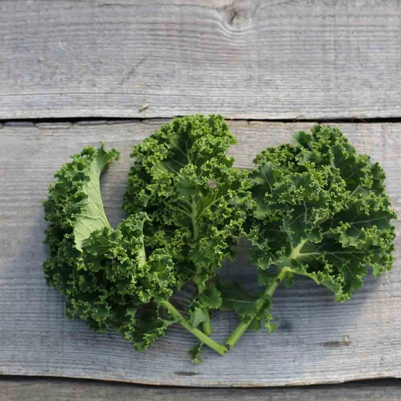 Chou Frise Kale Halbhoher Grüner Krauser